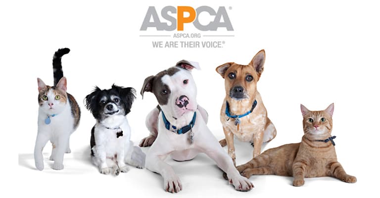 kitchen remodeling experts